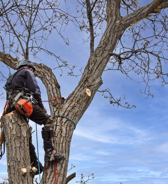 Arborist using a chainsaw to cut a walnut tree. Lumberjack with saw and harness pruning a tree.