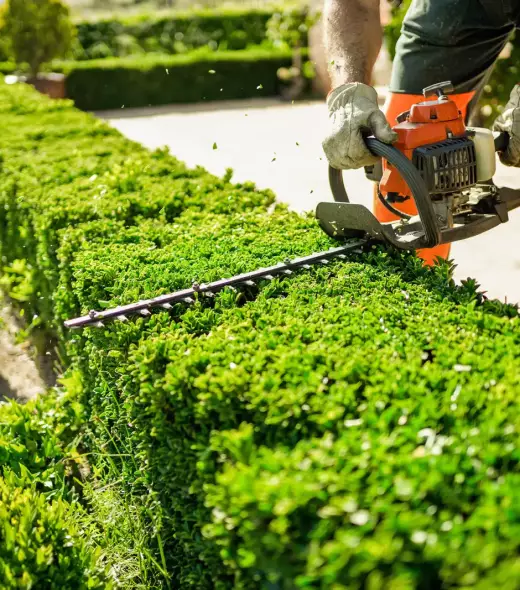 Home and garden concept. Hedge trimmer in action. Shrub trimming work.