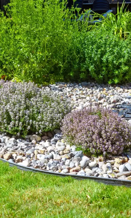 Jardin d'agrément et botanique - Plants de thyms, lavande entouré de galets en bordure d'une pelouse