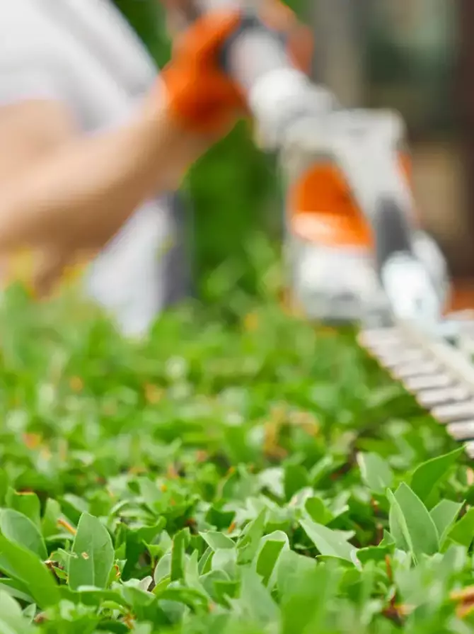 Close up of strong man shaping overgrown bushes with electric hedge trimmer during summer time. Gardening and landscaping process.